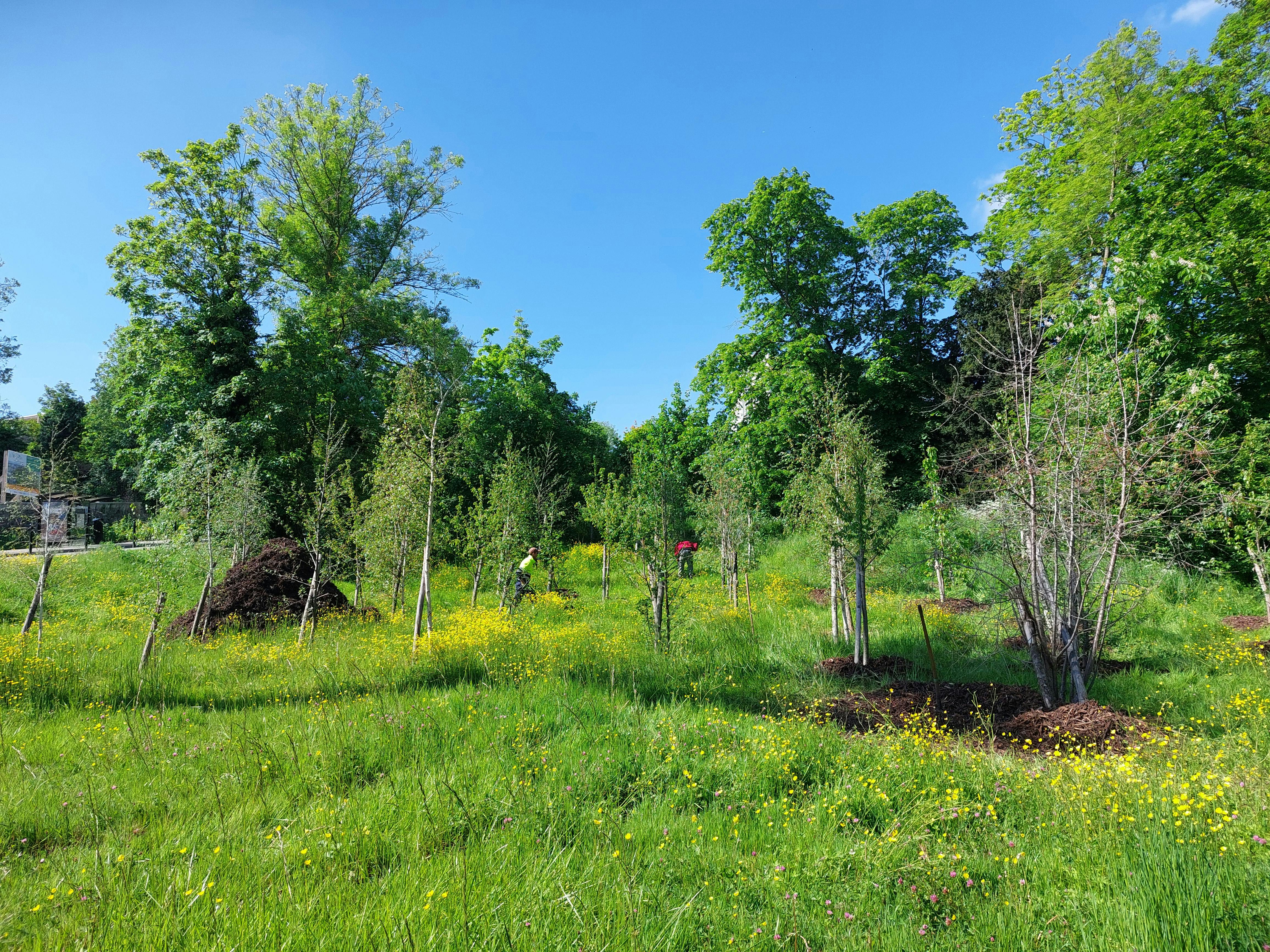Tree transplanting - © Île-de-France Mobilités