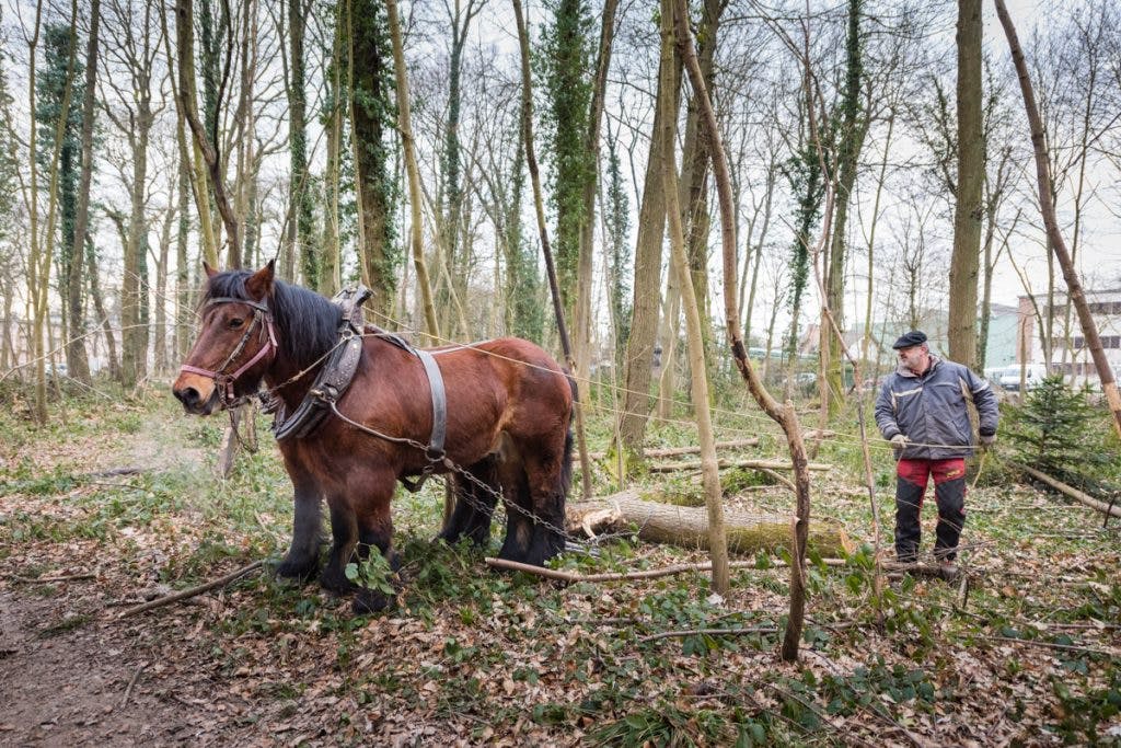 Personne qui travail avec un cheval dans la forêt