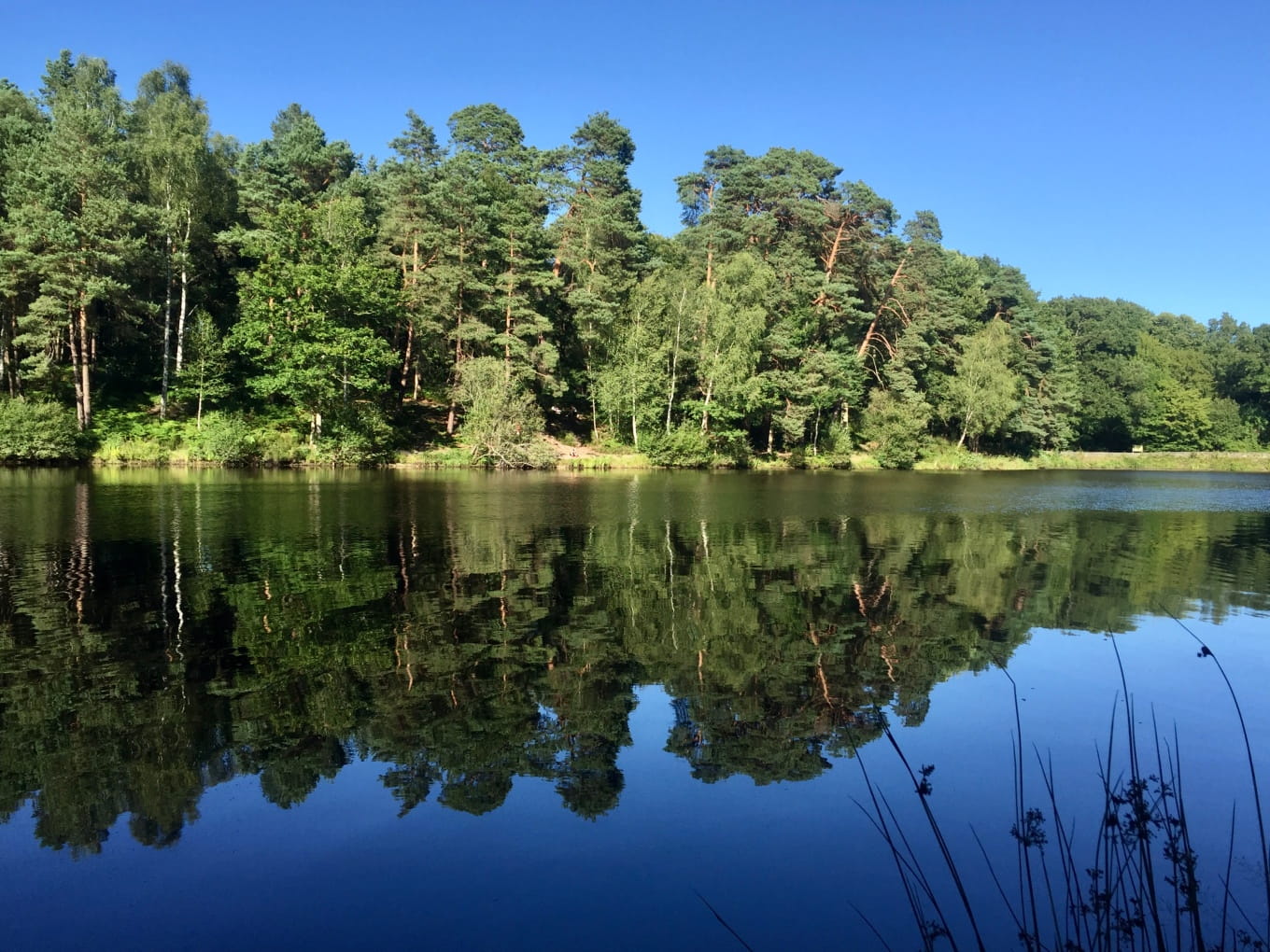 Étang du Coupe-Gorge, forêt de Rambouillet