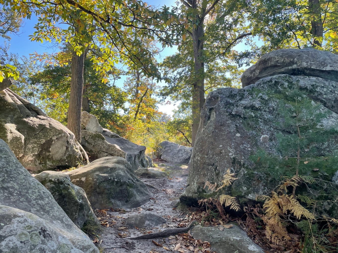 Forêt de Fontainebleau © Léonor de Bailliencourt