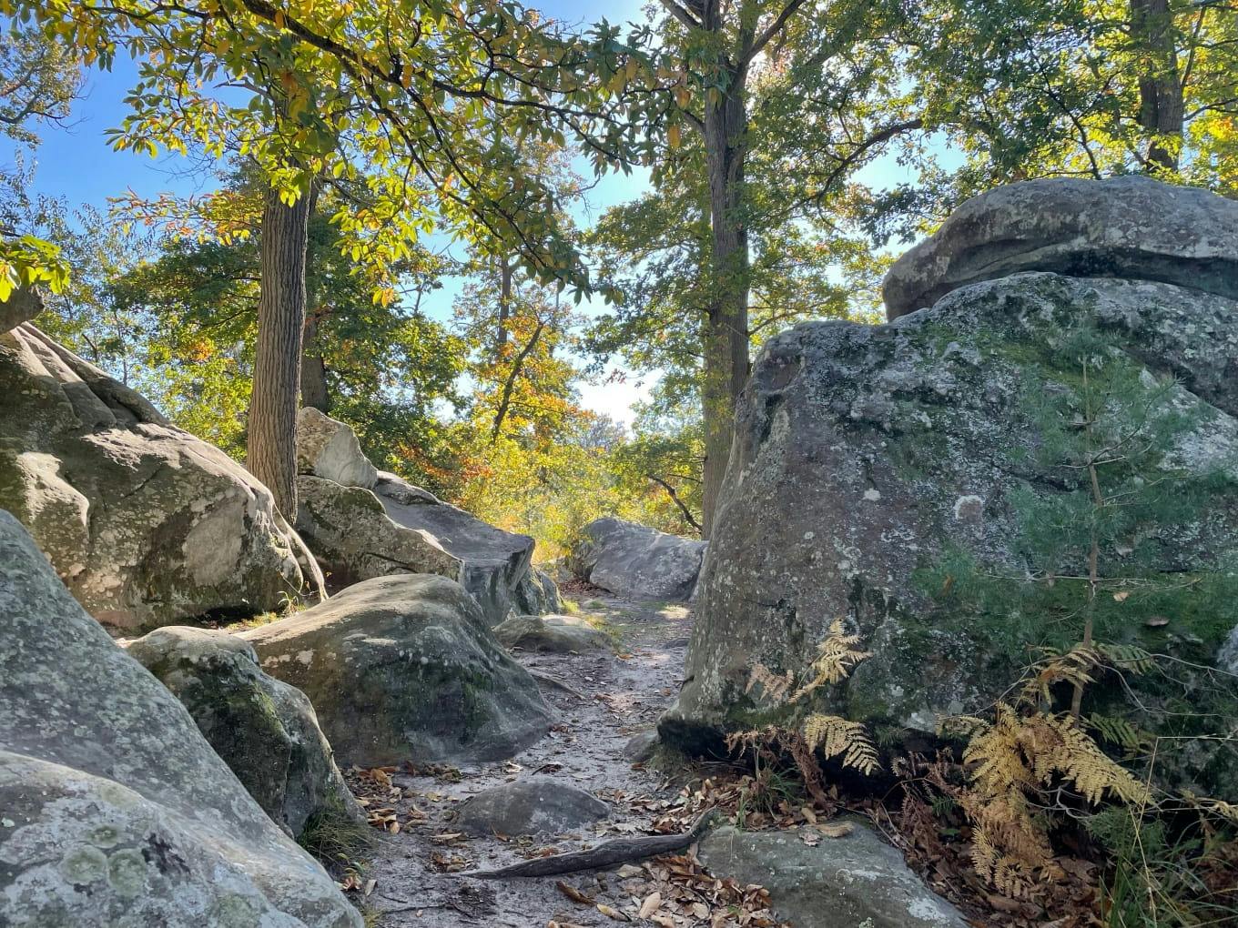 Forêt de Fontainebleau © Léonor de Bailliencourt