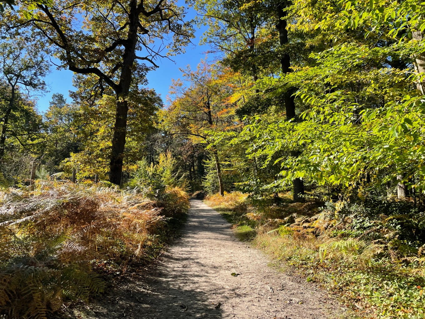 En forêt de Fontainebleau