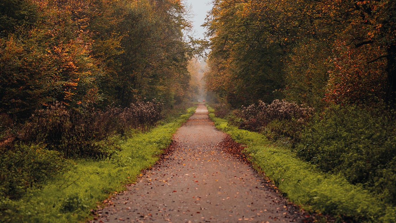 Sentiero forestale nella Foresta Demaniale di Saint-Germain-en-Laye negli Yvelines