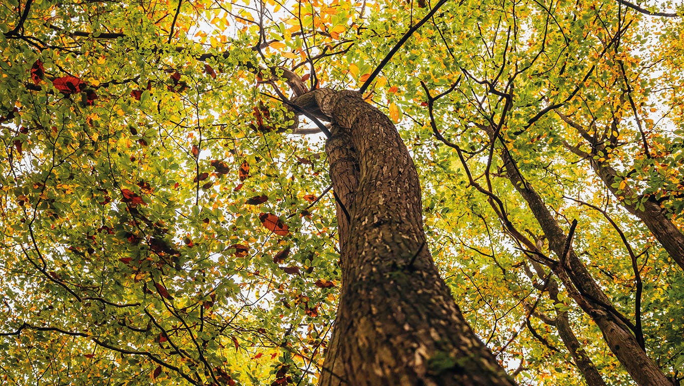 Visto da sotto un albero nella foresta di Saint-Germain-en-Laye