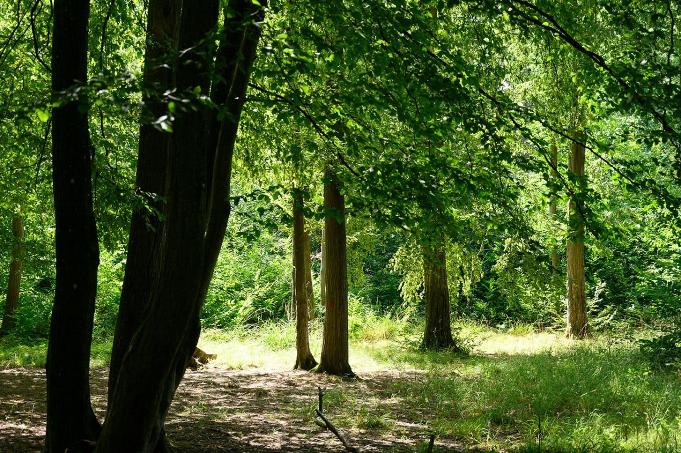Los senderos forestales del Bosque Nacional de Carnelle