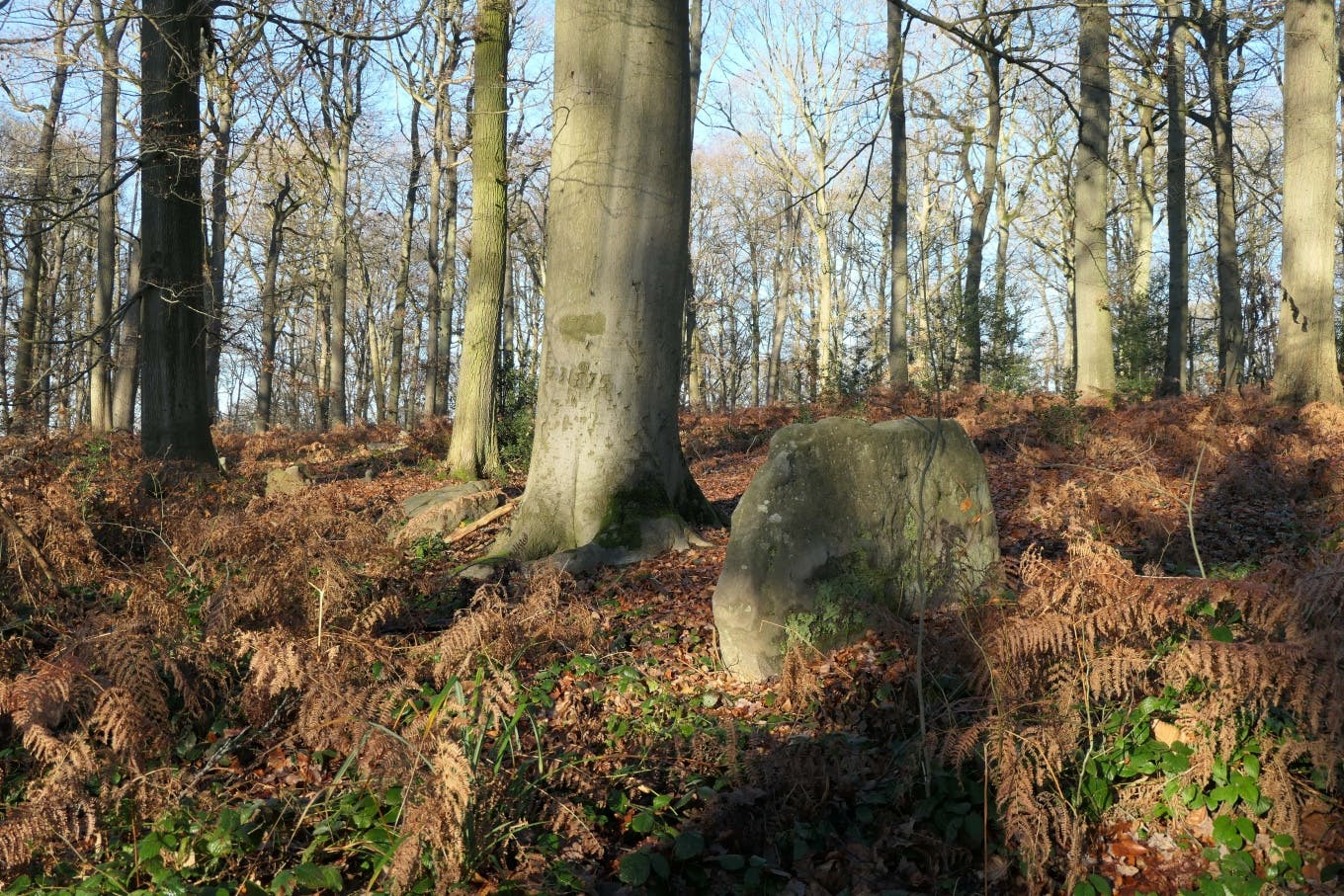 Los senderos forestales del Bosque Nacional de Carnelle
