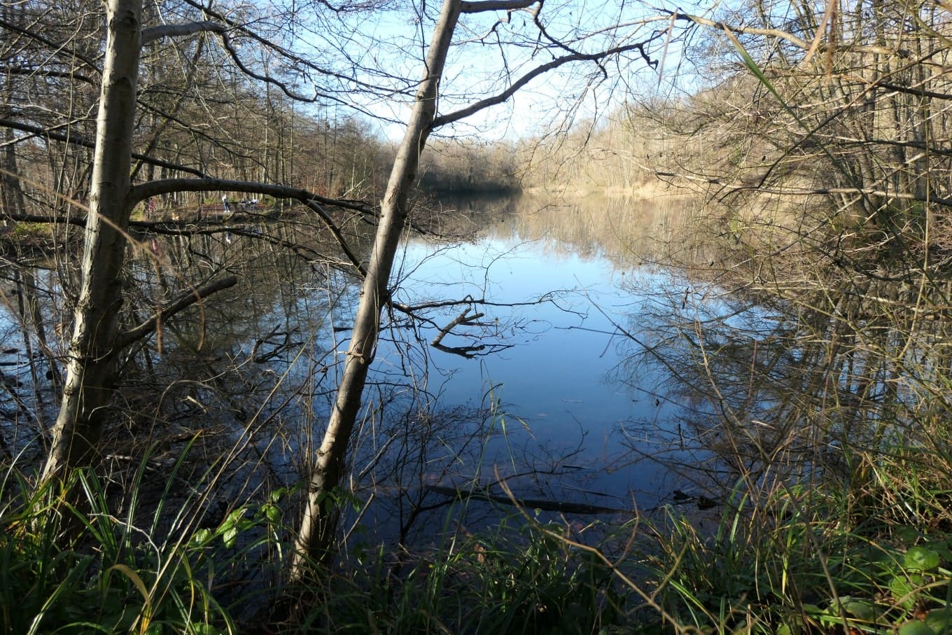 El bosque de Carnelle alberga puntos de agua, incluyendo un hermoso estanque en el corazón y, a pocos pasos, también para ver el lago azul