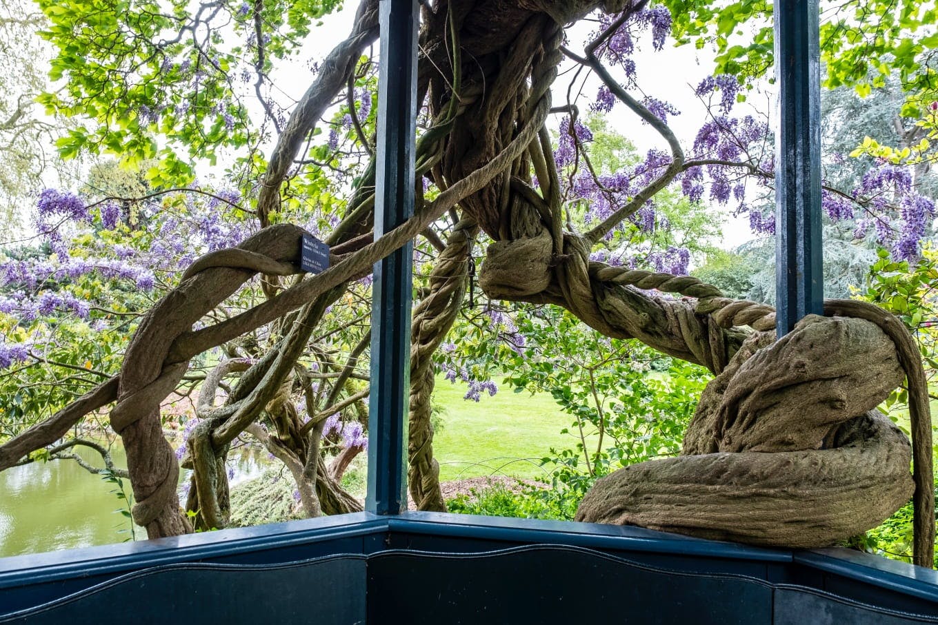 Tulipier de Virginie de l'arboretum du Domaine départemental de la Vallée-aux-Loups à Châtenay-Malabry
