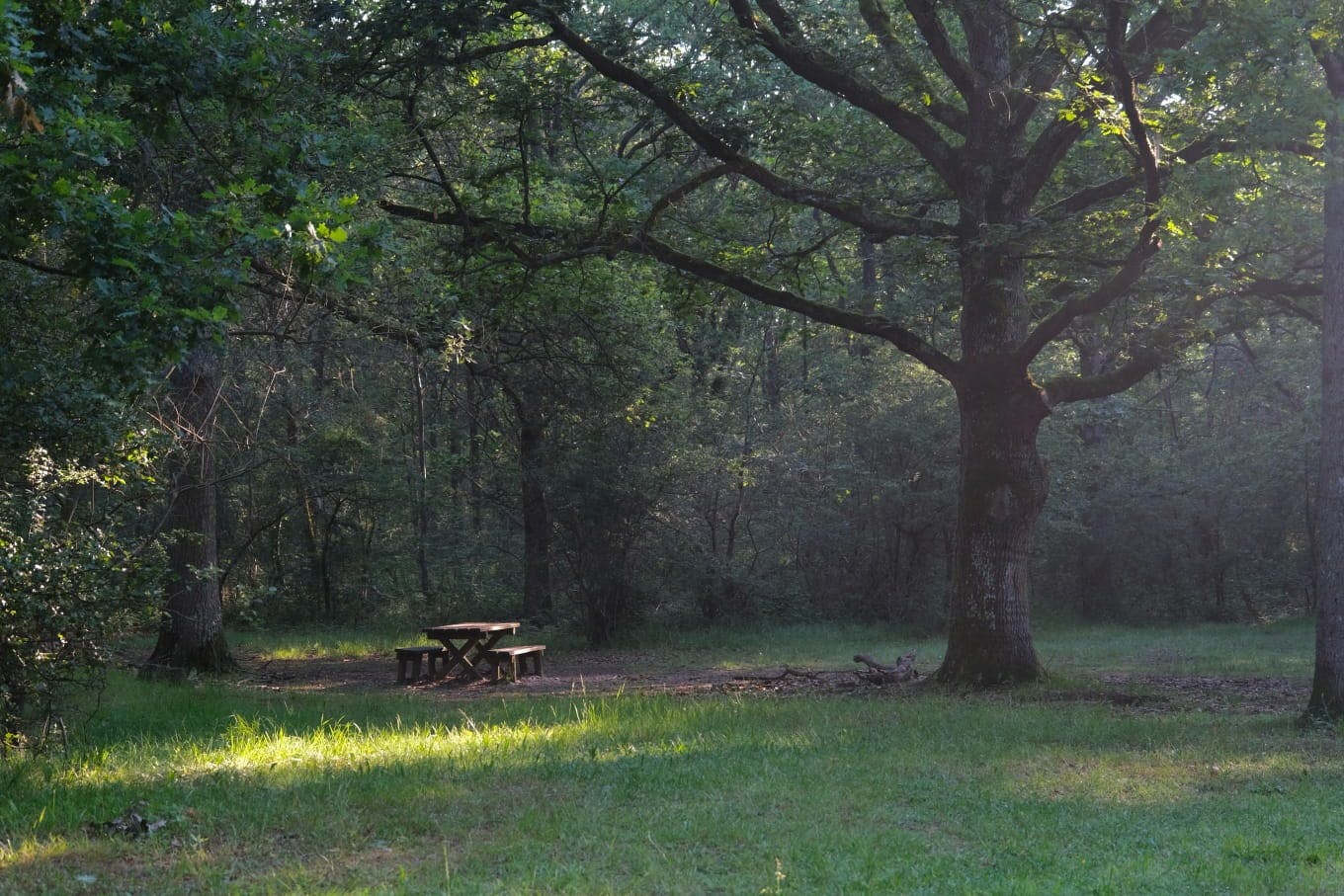 La forêt régionale de Rougeau
