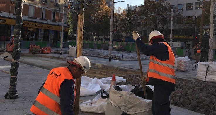 Travaux de plantation d'arbres
